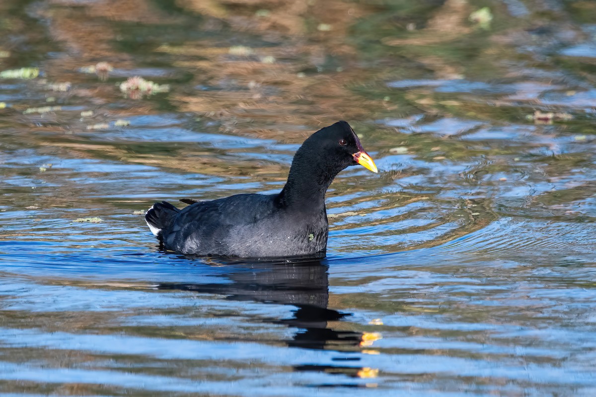 Red-fronted Coot - ML643311349