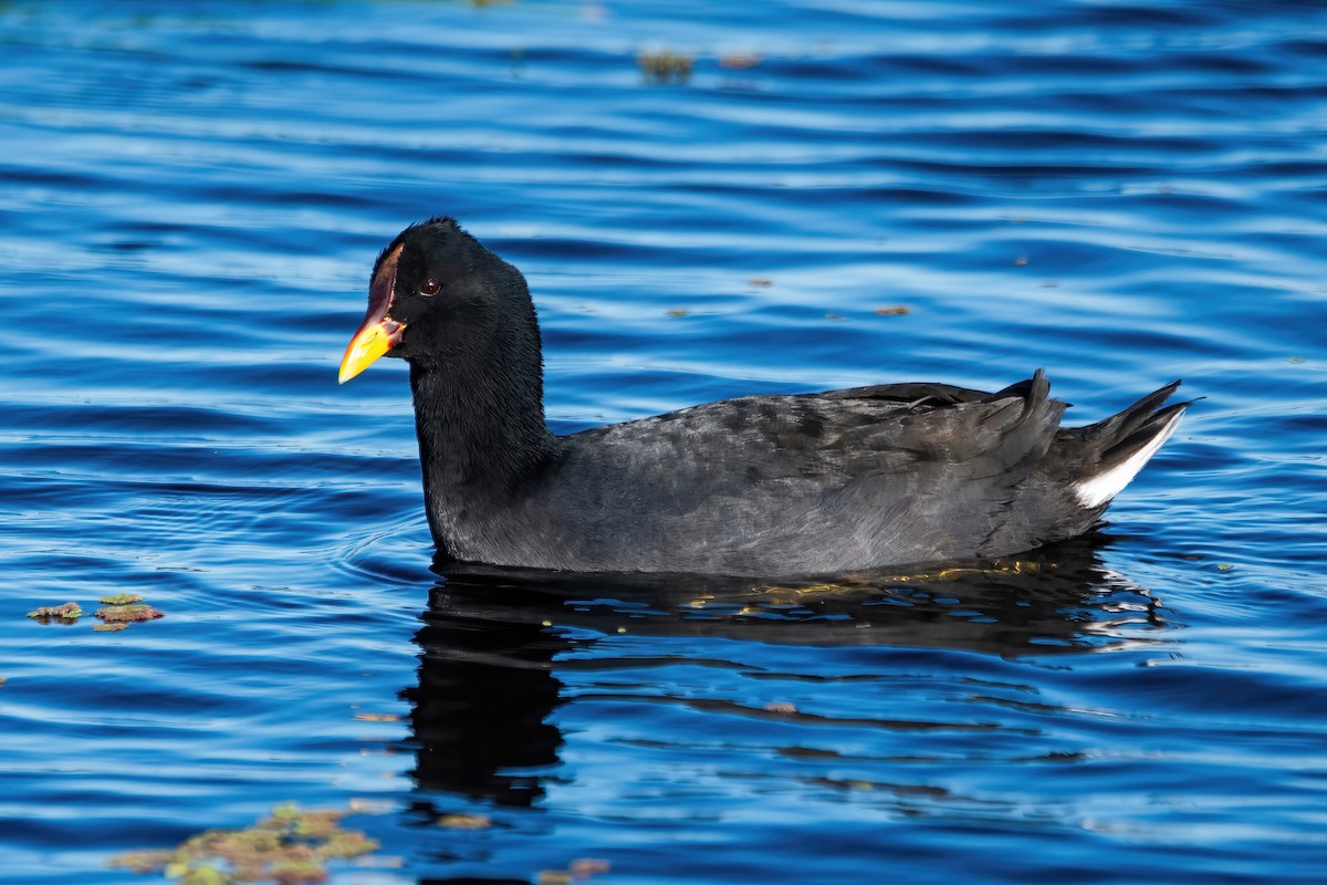 Red-fronted Coot - ML643311351