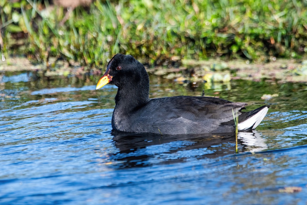 Red-fronted Coot - ML643311353