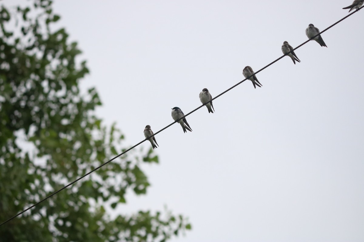 Tree Swallow - ML643311366