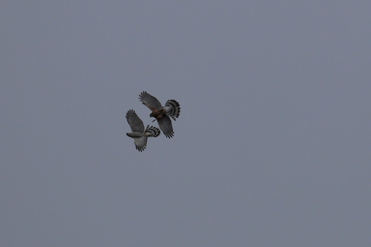 Cooper's Hawk - ML643311379