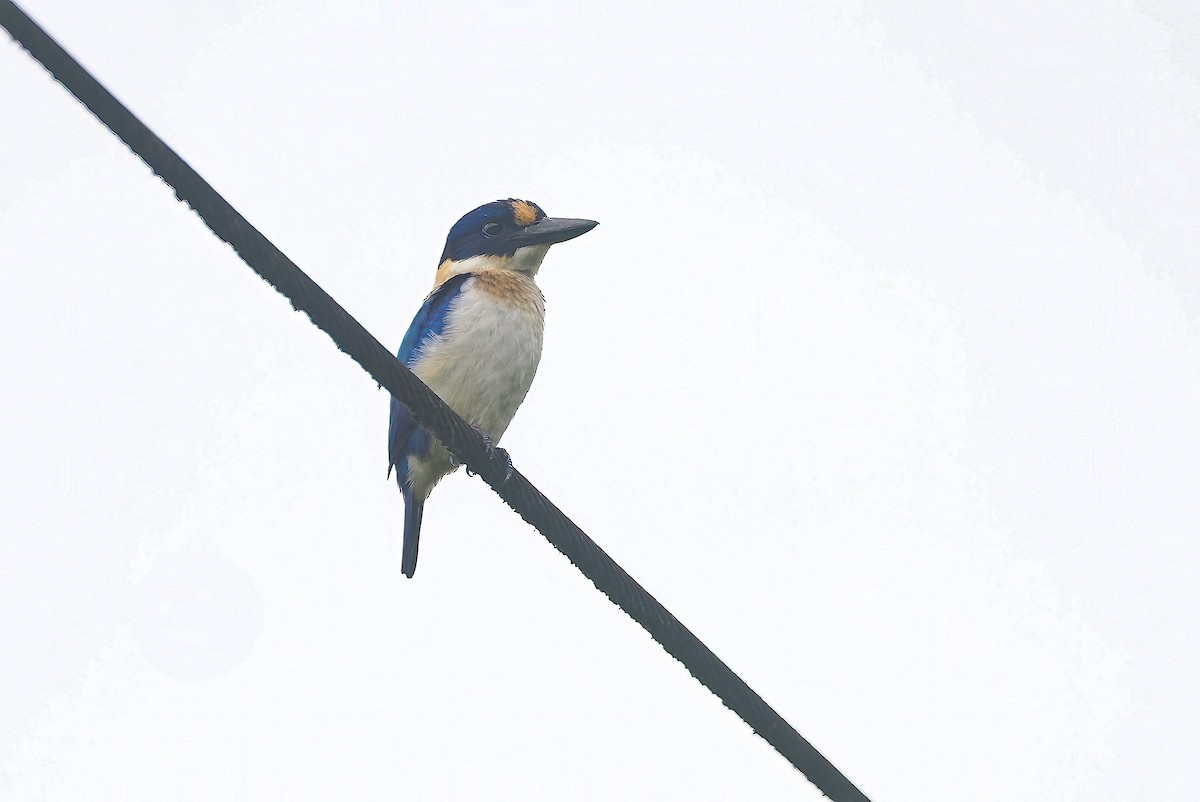 Blue-and-white Kingfisher - ML643311387