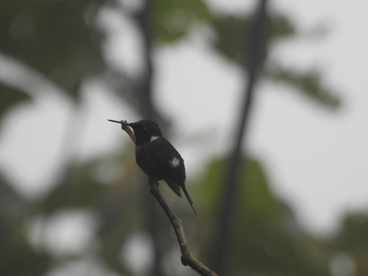 Purple-throated Woodstar - ML643311392