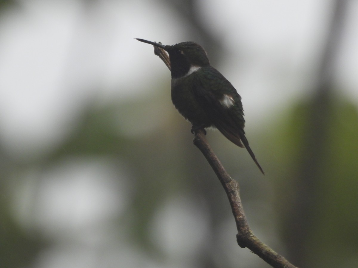 Purple-throated Woodstar - ML643311399