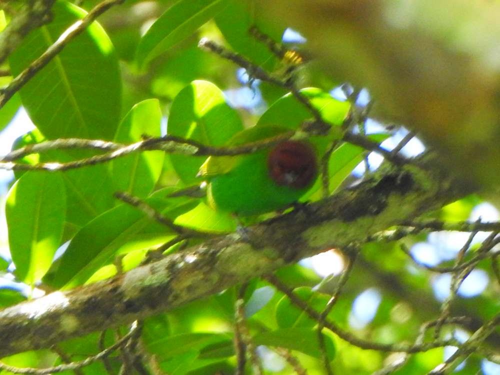 Bay-headed Tanager - ML643311401