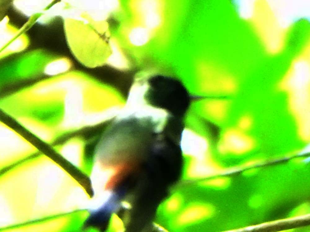 Copper-rumped Hummingbird - ML643311406