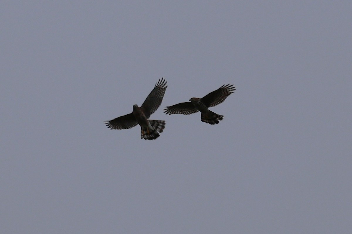 Cooper's Hawk - ML643311414