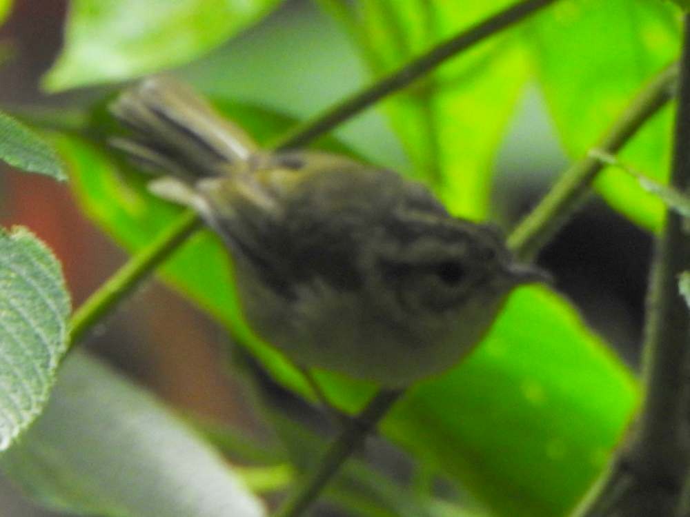 Three-striped Warbler - ML643311417