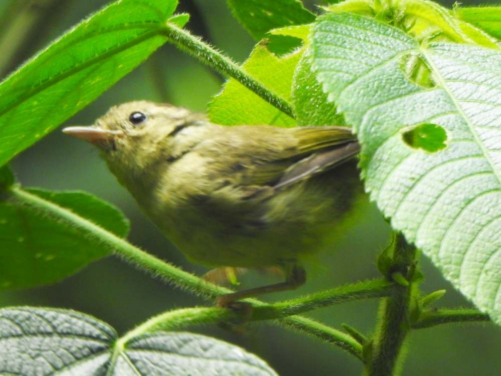 Three-striped Warbler - ML643311418