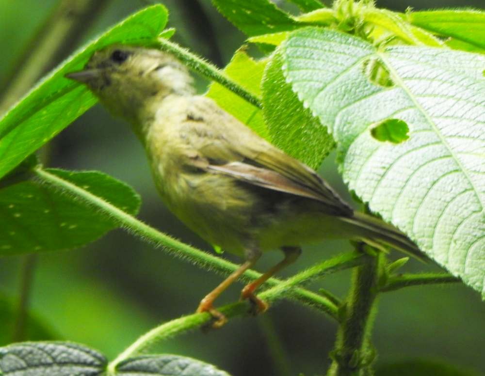 Three-striped Warbler - ML643311430