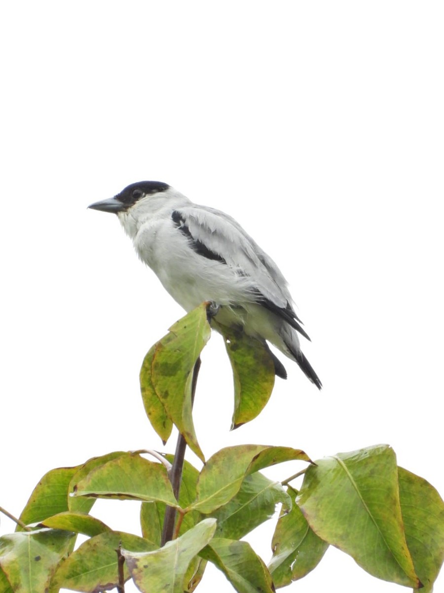 Black-crowned Tityra - ML643311432