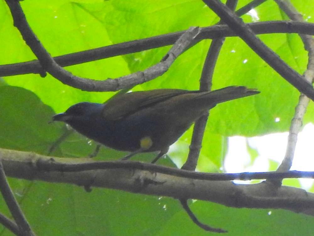 Blue-capped Tanager - ML643311448