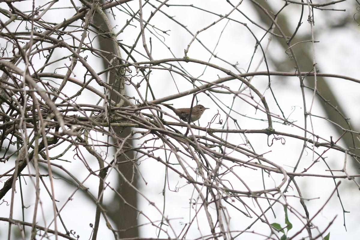 Northern House Wren - ML643311457