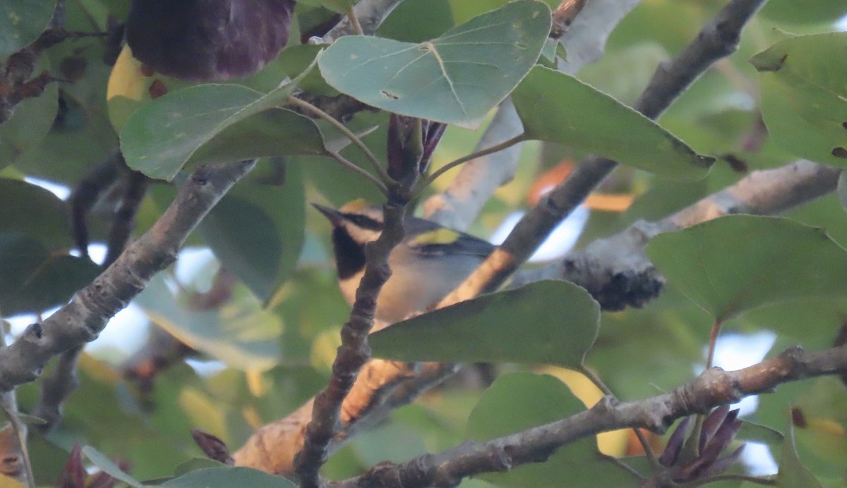 Golden-winged Warbler - ML643311488