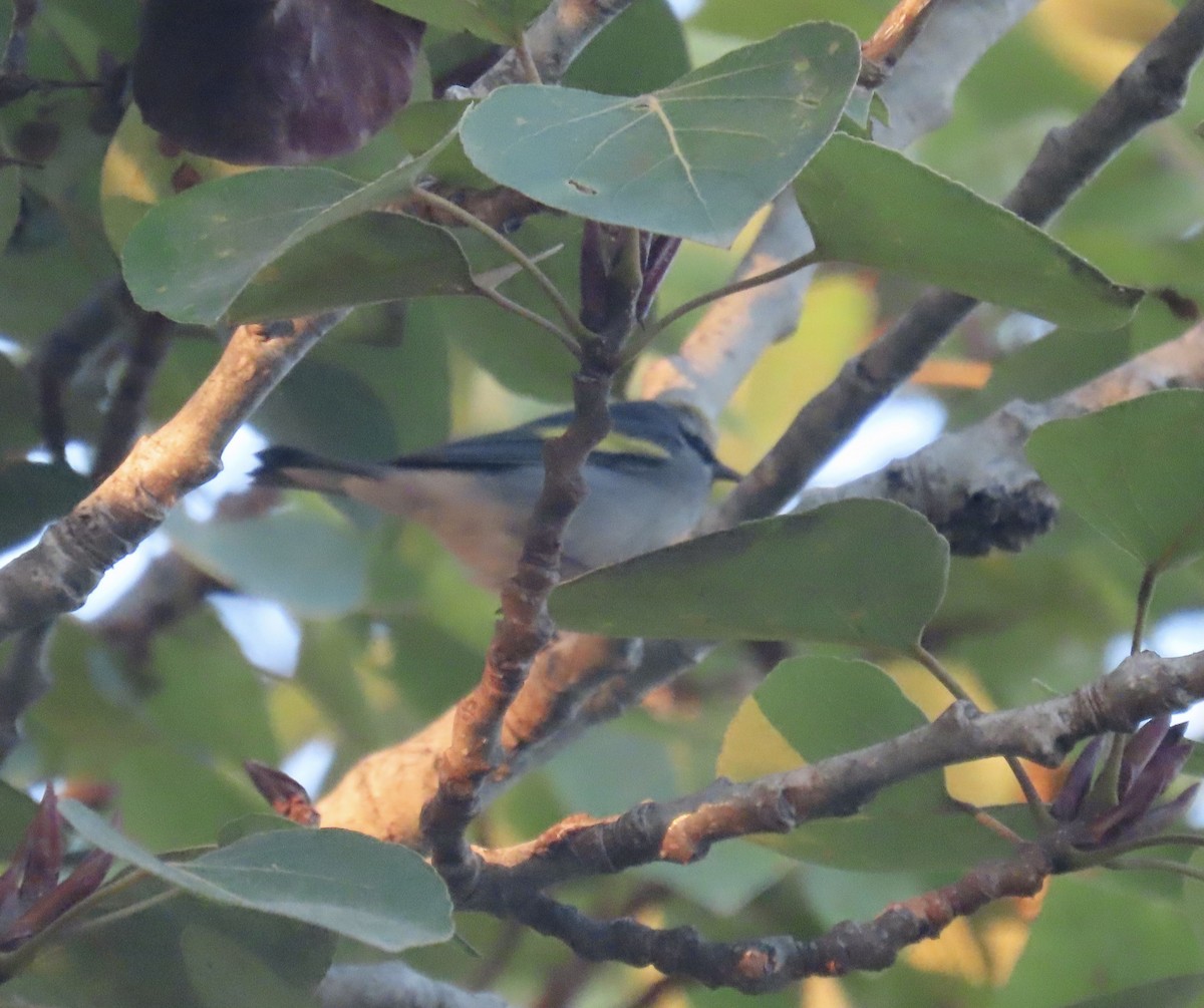 Golden-winged Warbler - ML643311489