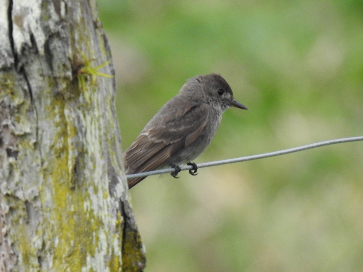 Northern Tropical Pewee - ML643311495