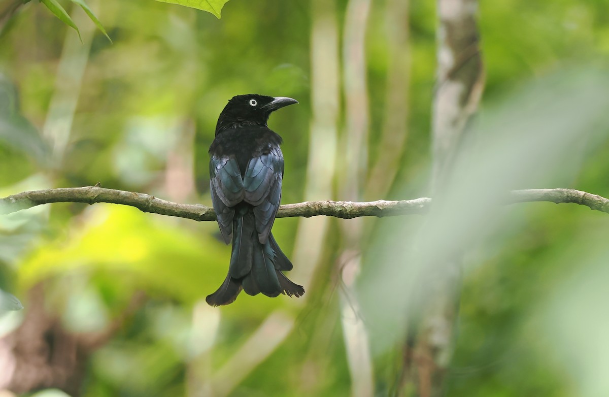 Telli Drongo (leucops/banggaiensis) - ML643311506