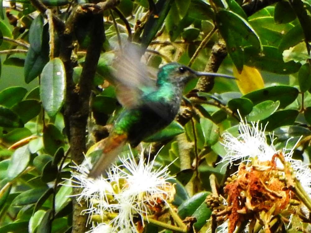 Golden-tailed Sapphire - ML643311507