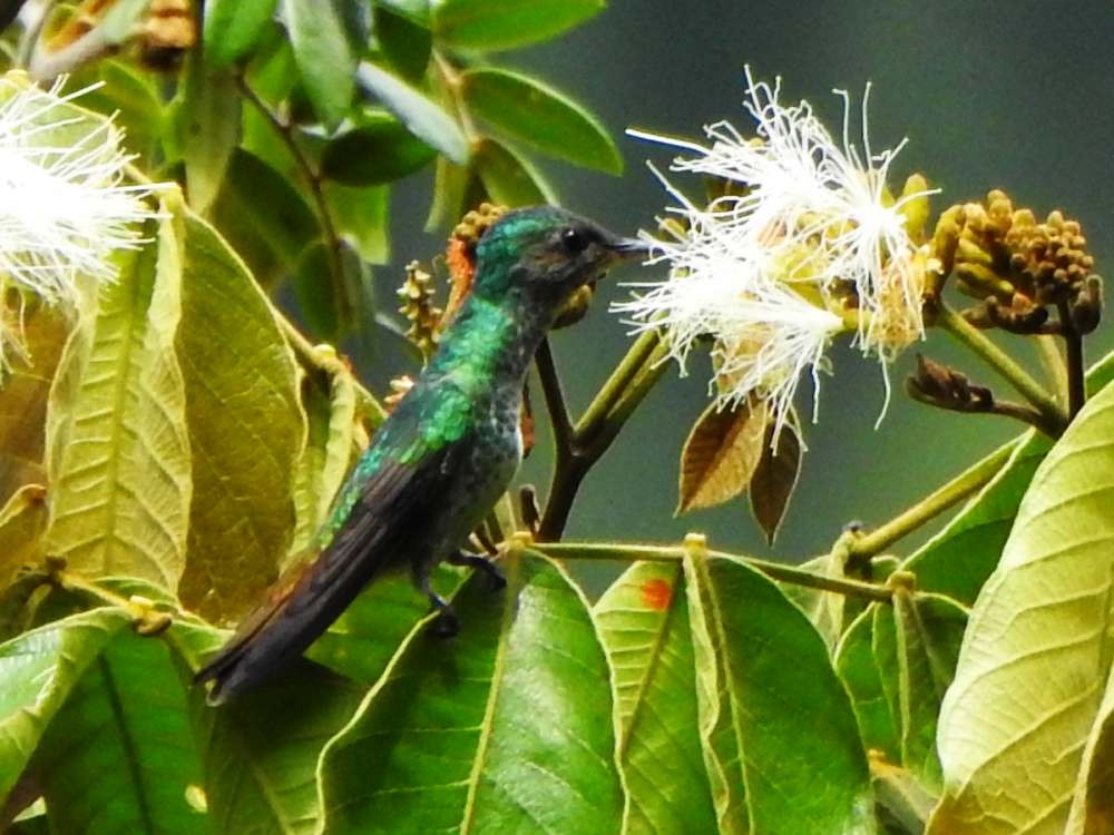 Golden-tailed Sapphire - ML643311508