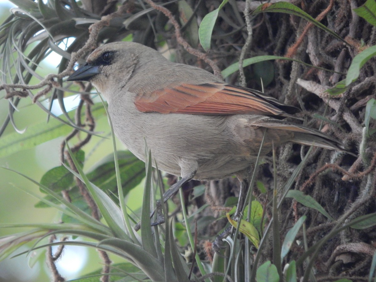 Grayish Baywing - ML643311517