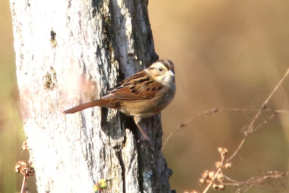 Swamp Sparrow - ML643311524