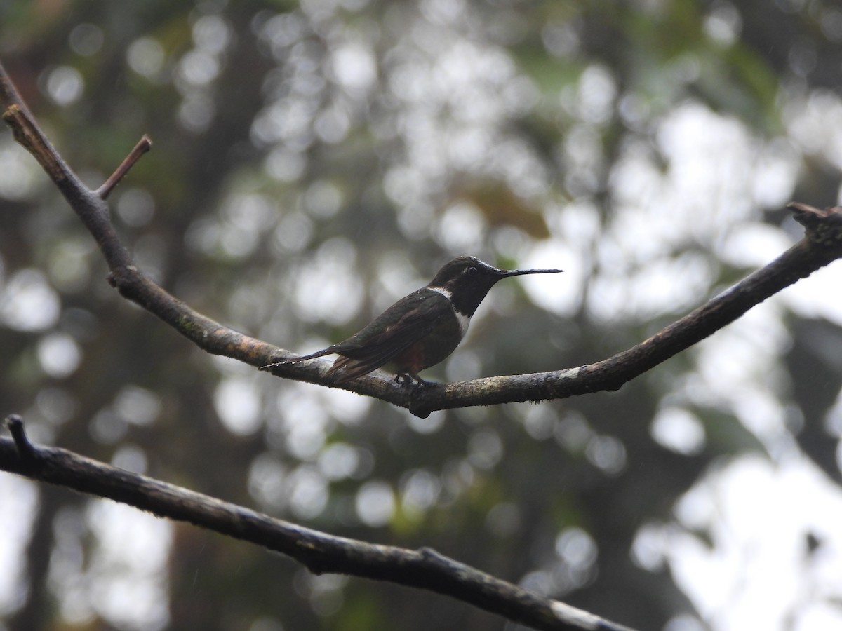 Purple-throated Woodstar - ML643311539