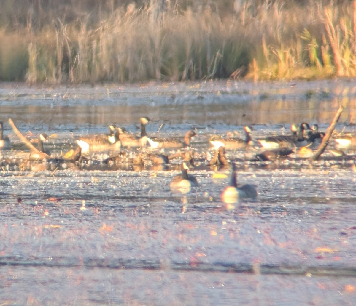 Pink-footed Goose - ML643311540
