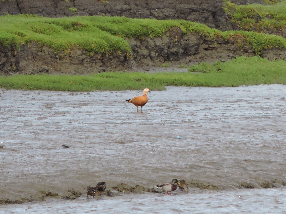 Ruddy Shelduck - ML643311545