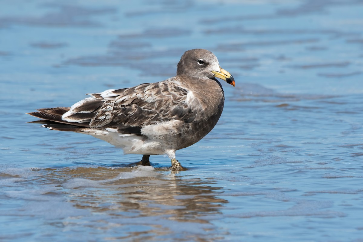 Gaviota Cangrejera - ML643311546