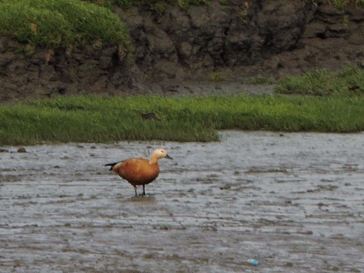 Ruddy Shelduck - ML643311547