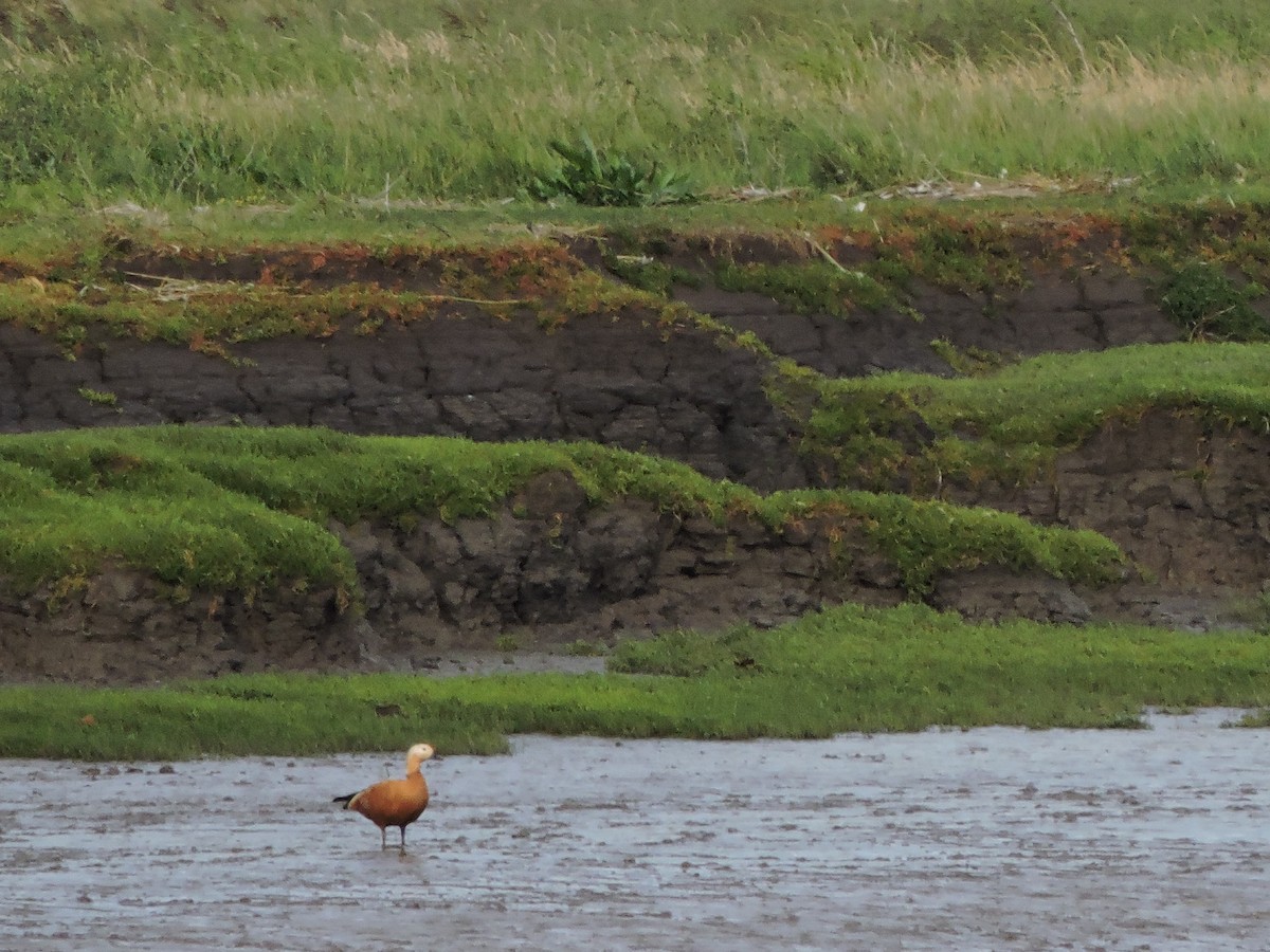 Ruddy Shelduck - ML643311548