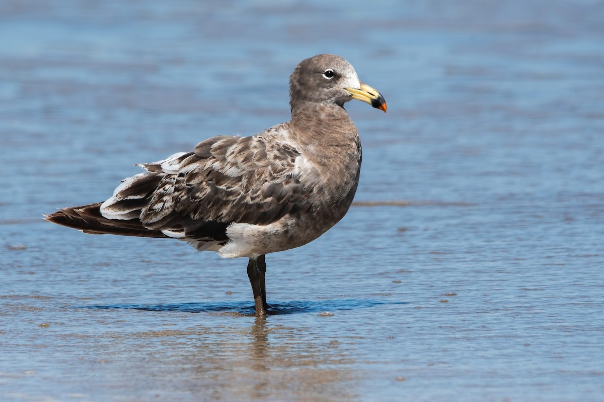 Gaviota Cangrejera - ML643311549