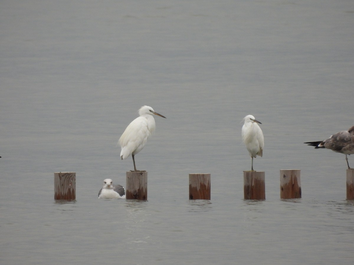 Chinese Egret - ML643311551