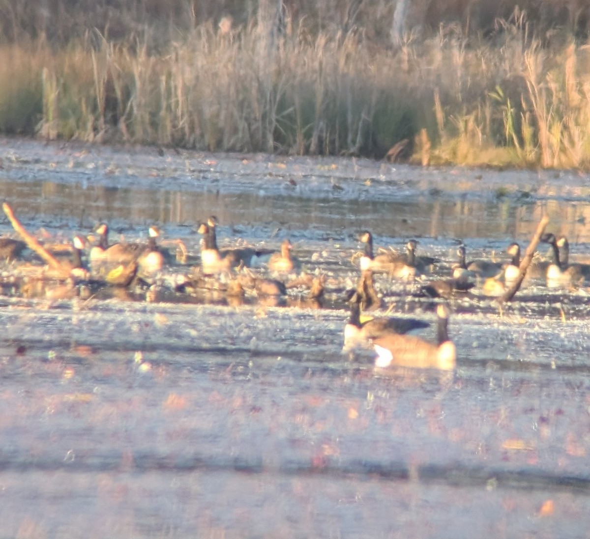 Pink-footed Goose - ML643311557