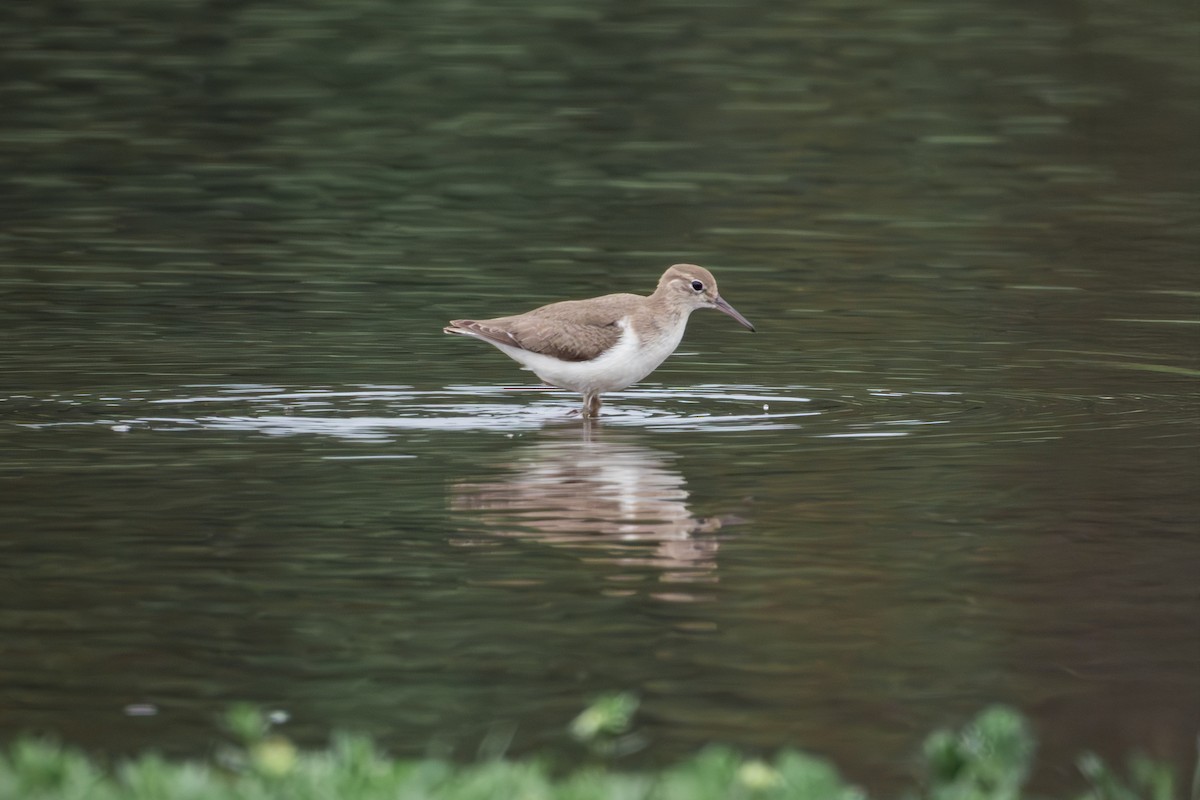 Spotted Sandpiper - ML643311559