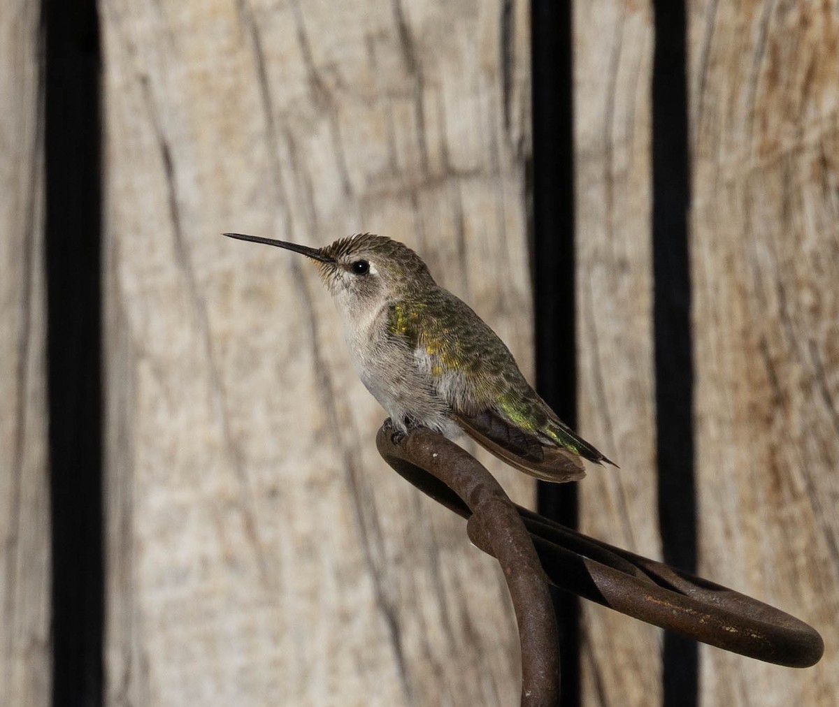 kalypta kalifornská - ML643311566