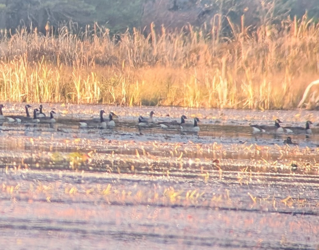 Pink-footed Goose - ML643311571
