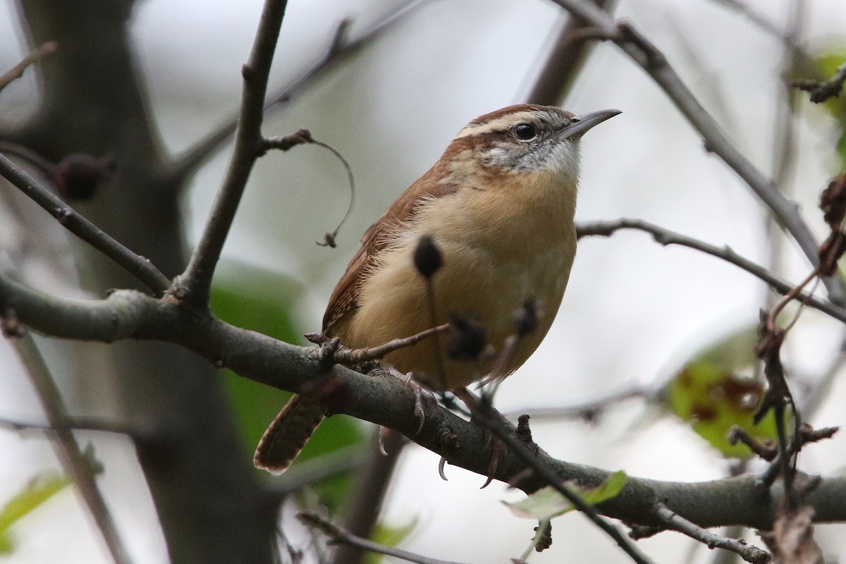 Carolina Wren - ML643311572