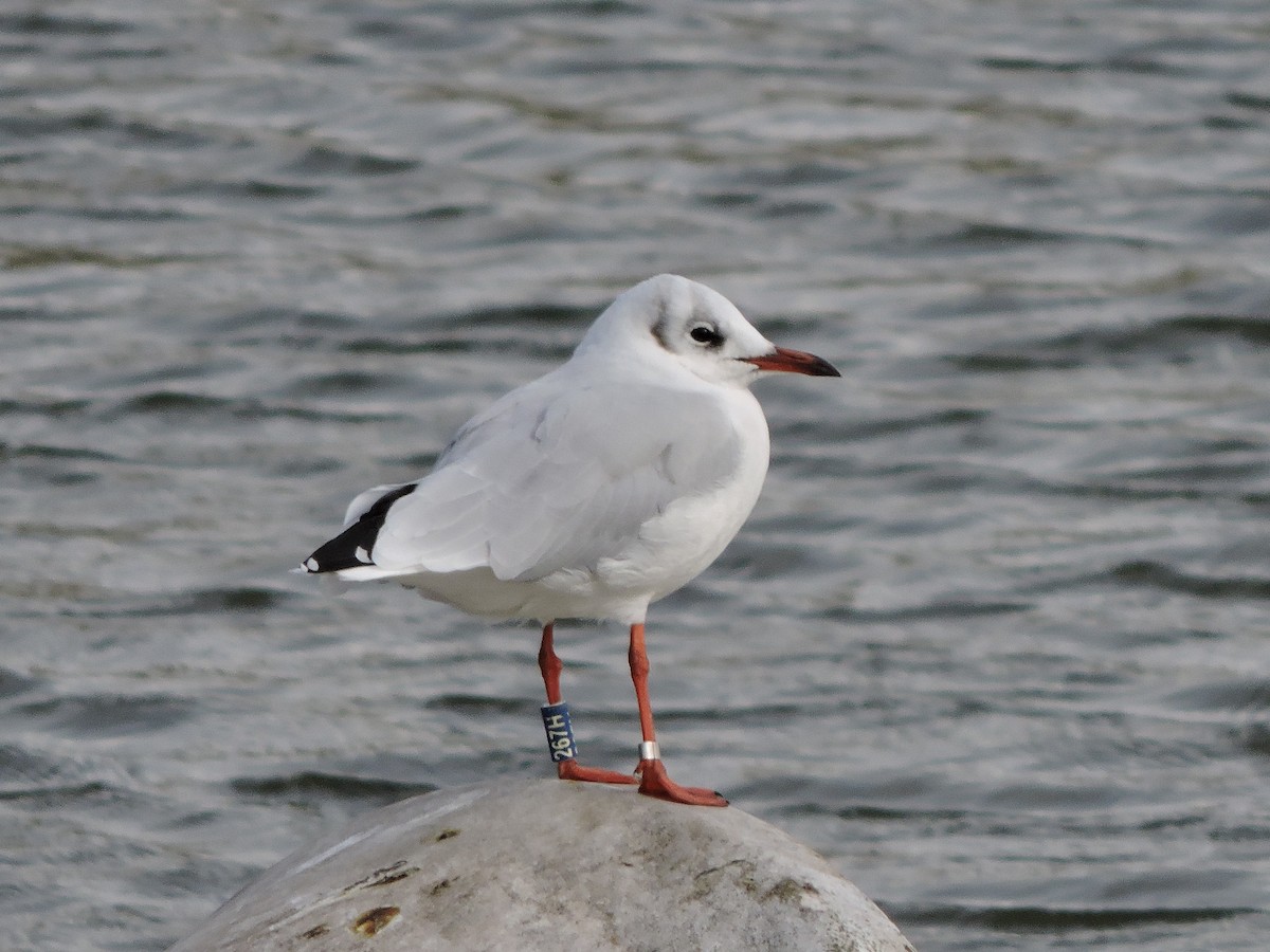 Black-headed Gull - ML643311582