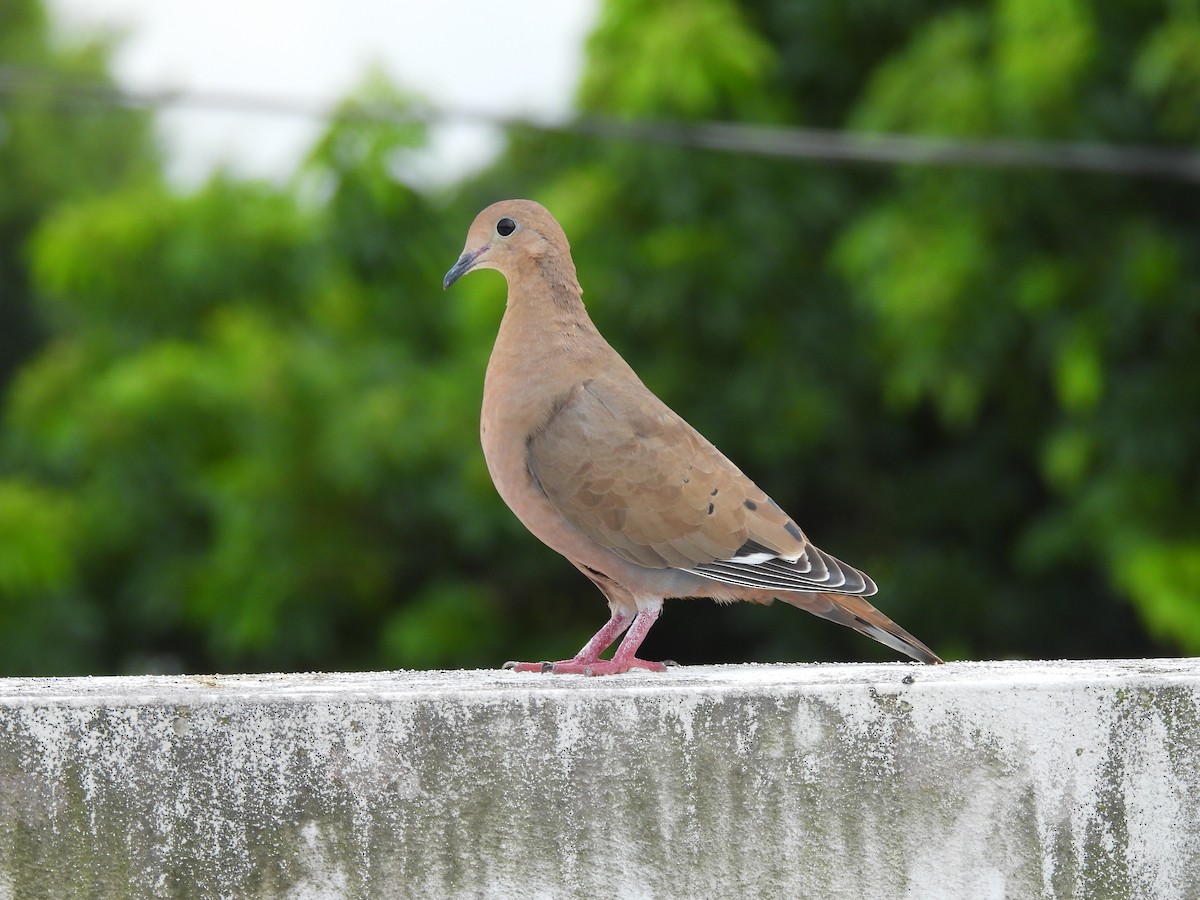 Zenaida Dove - ML643311586