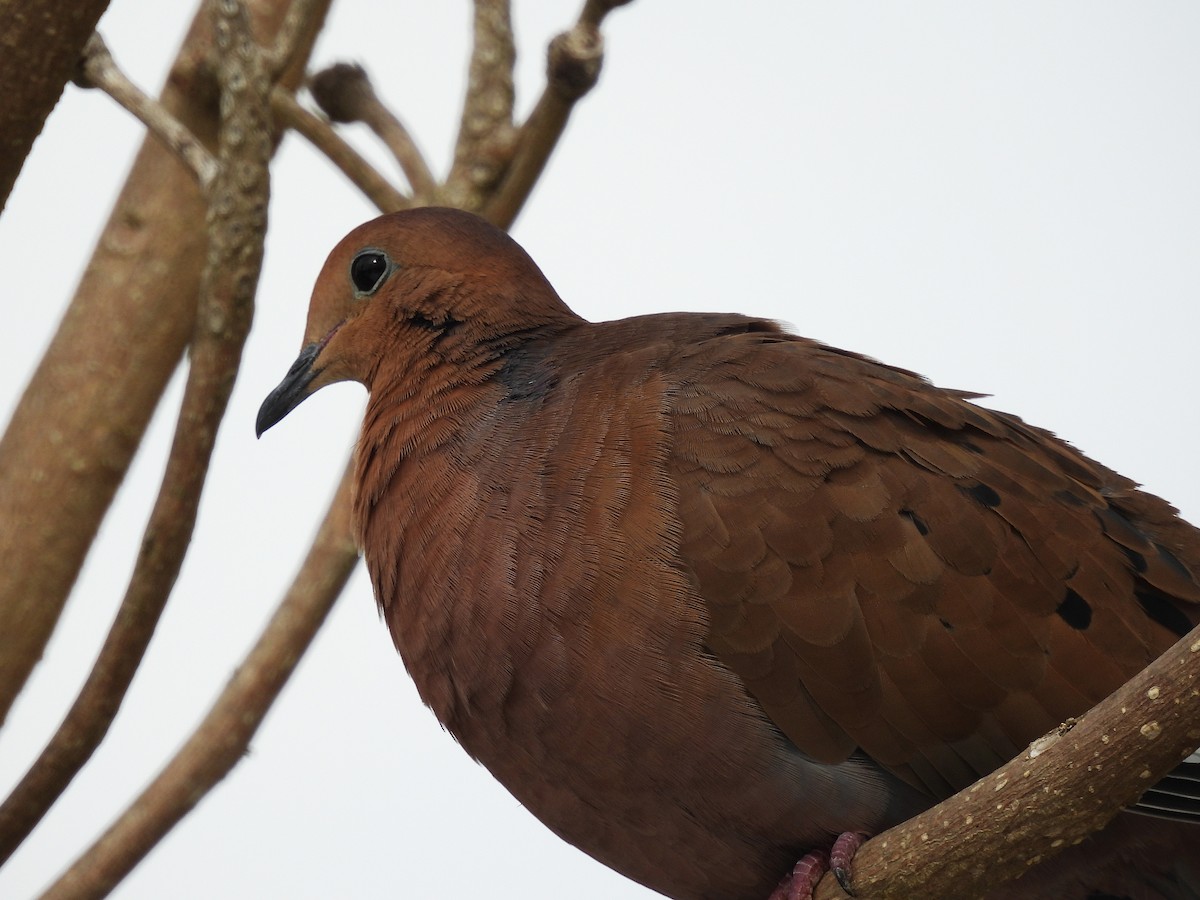 Zenaida Dove - ML643311592