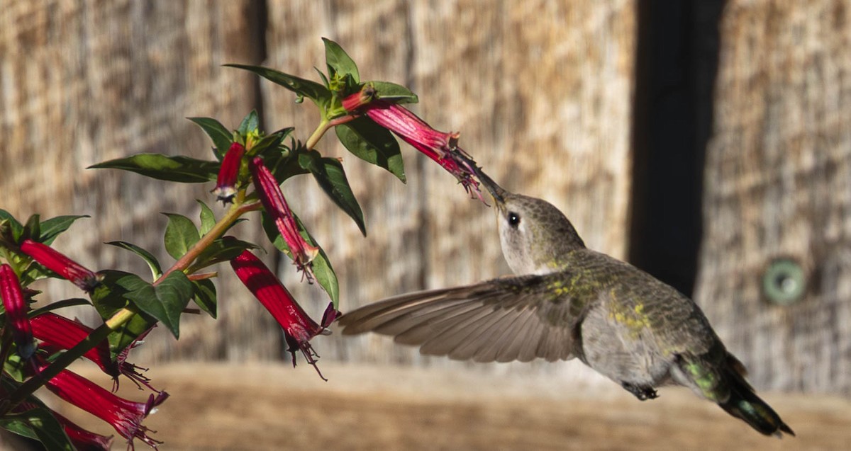 kalypta kalifornská - ML643311593