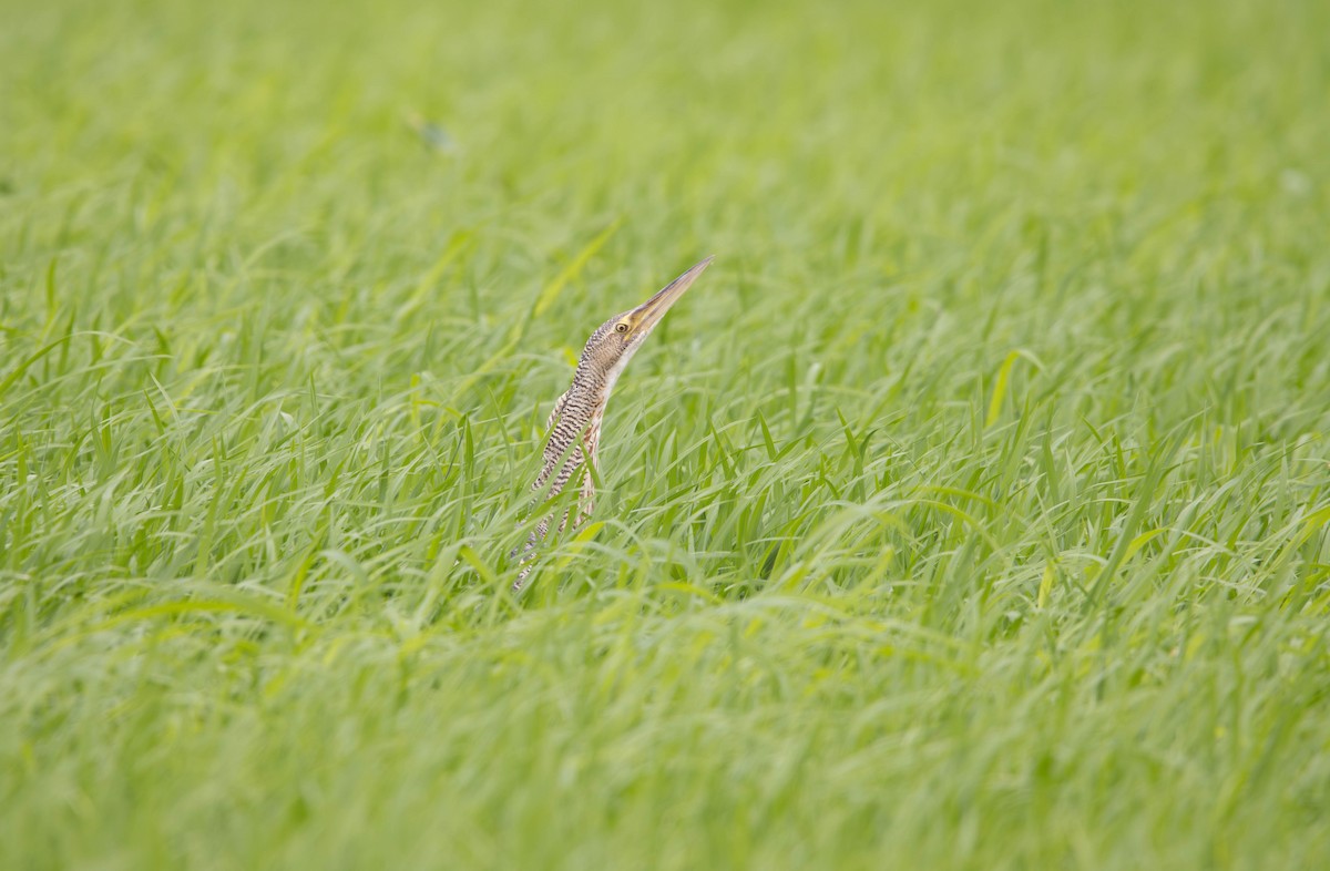 Pinnated Bittern - ML643311610