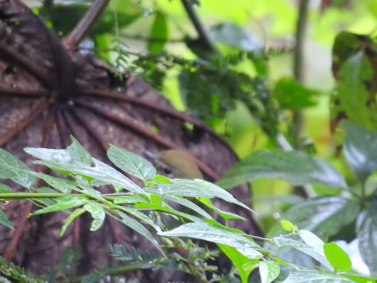 Drab-breasted Pygmy-Tyrant - ML643311611