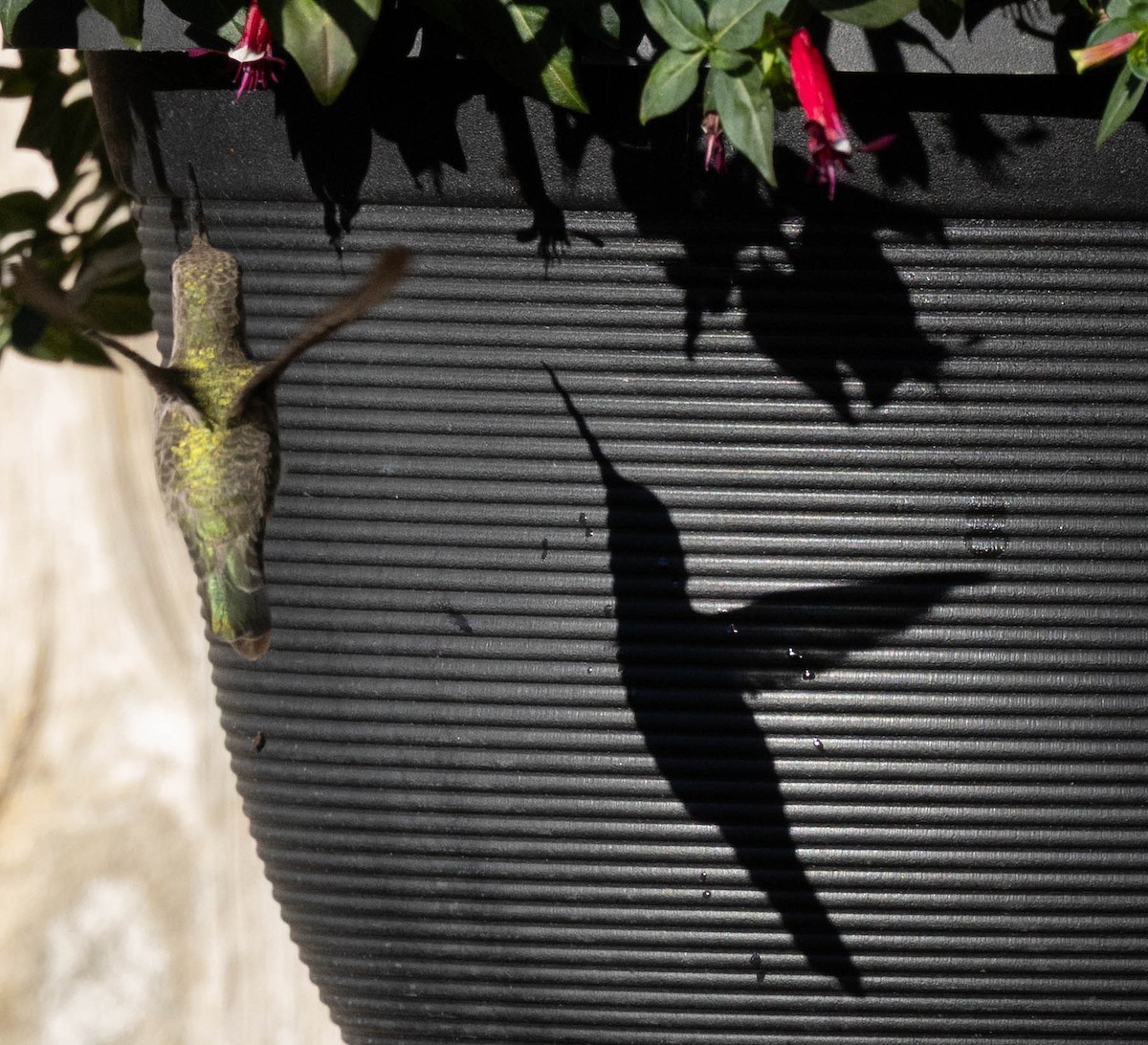 kalypta kalifornská - ML643311621