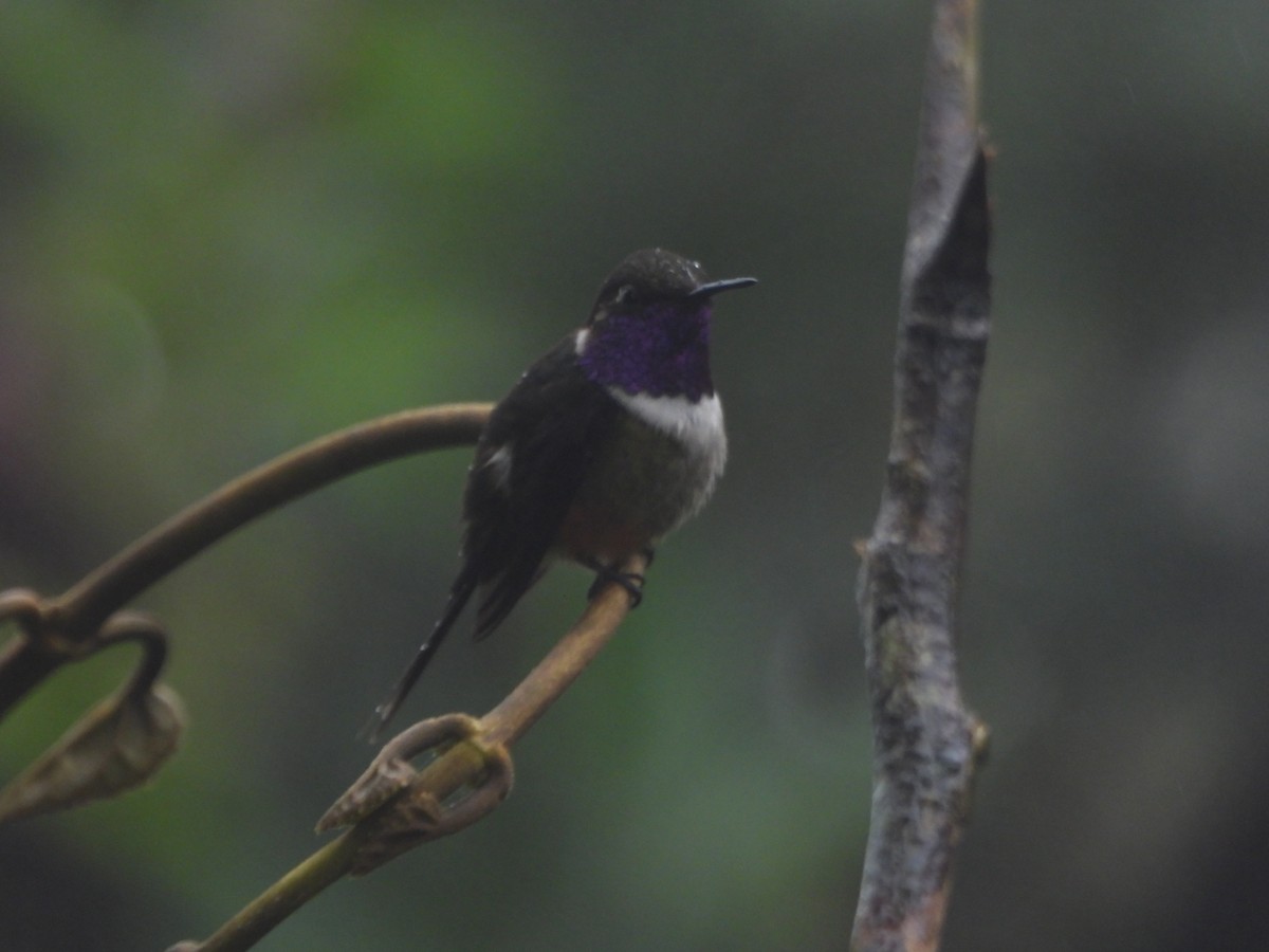 Purple-throated Woodstar - ML643311623