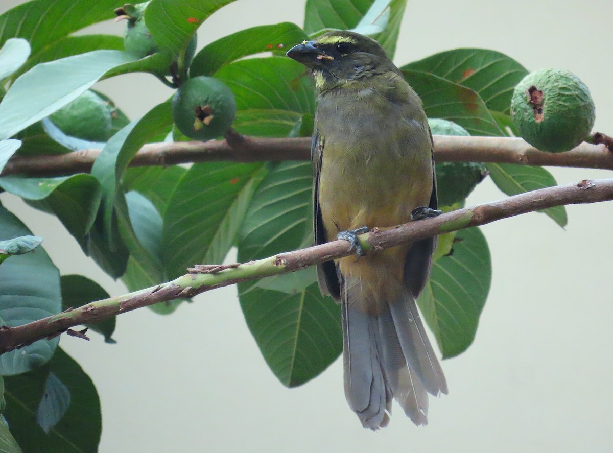 Cinnamon-bellied Saltator - ML643311635