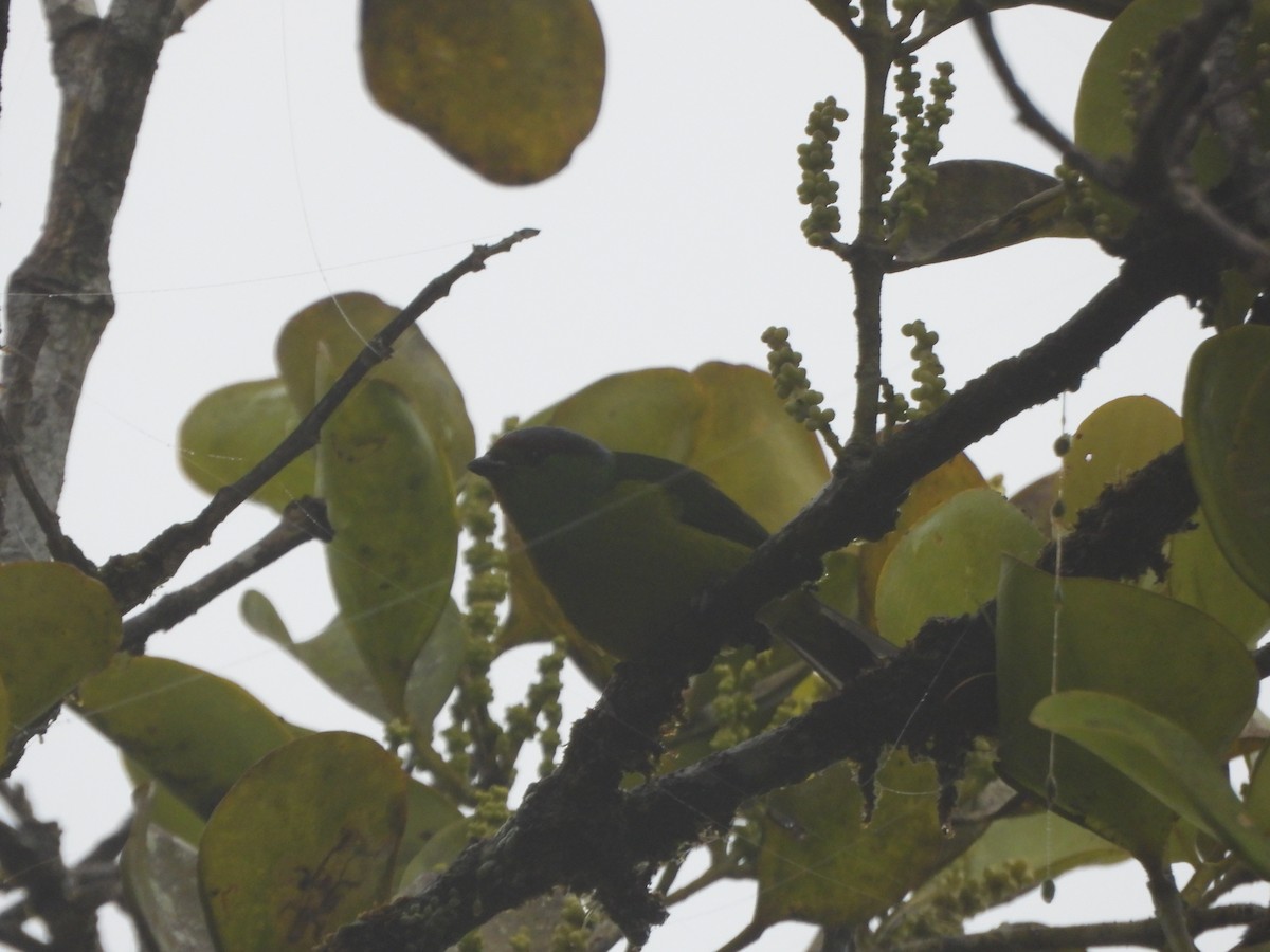 Chestnut-breasted Chlorophonia - ML643311645