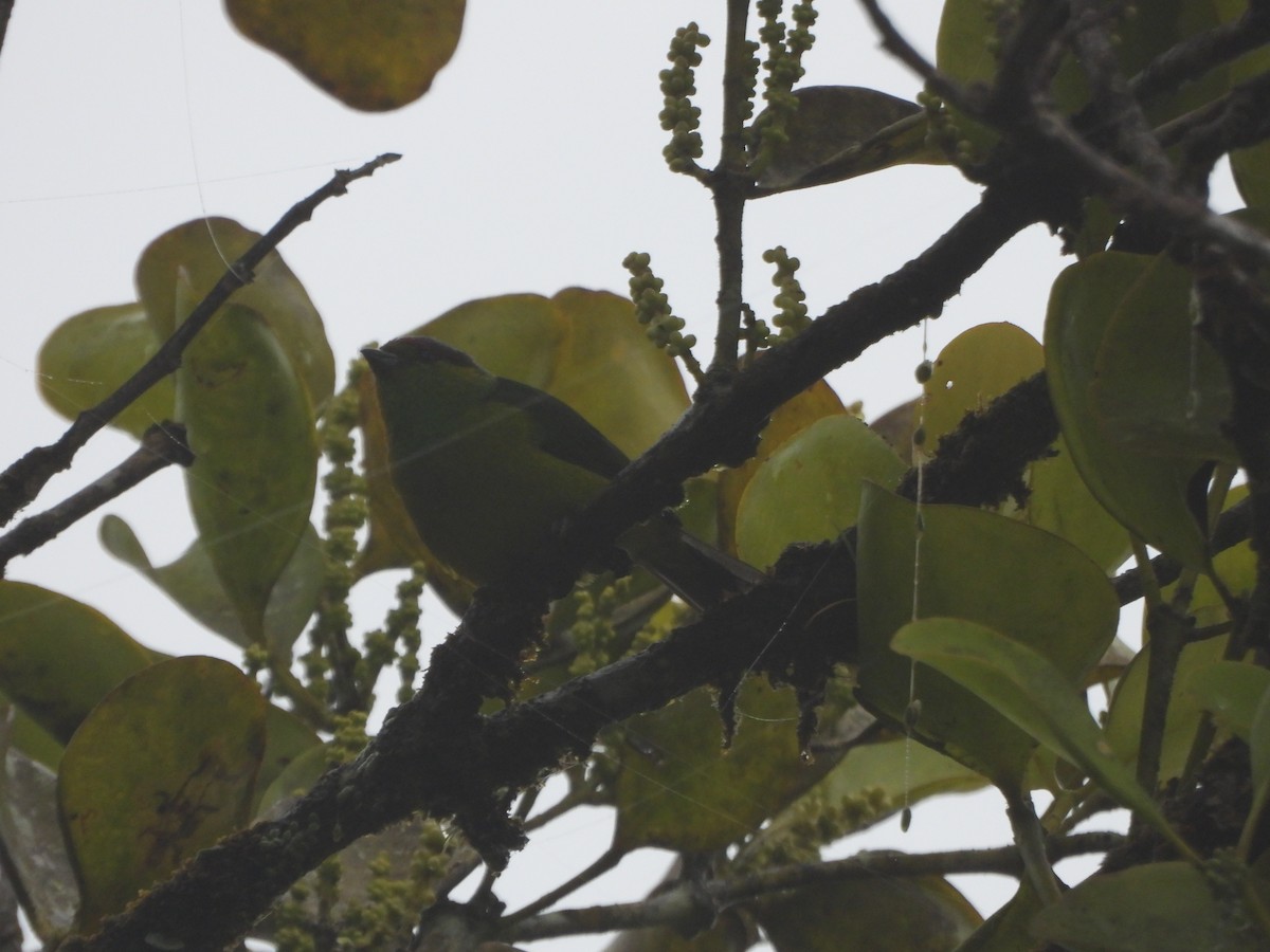 Chestnut-breasted Chlorophonia - ML643311653