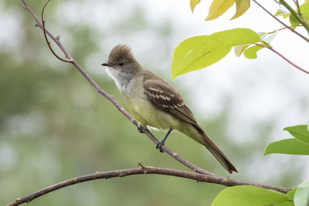 Large Elaenia - ML643311656